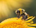 la visita de una abeja se interpreta bajo tres pilares fundamentales que impactan tu vida cotidiana. UNSPLASH / D. GRIGORIEV