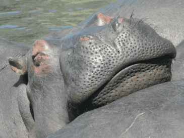 Según la explicación de la funcionaria colombiana, México expresó impedimentos legales y sanitarios para aceptar a los animales. CANVA