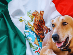 El famoso perro 