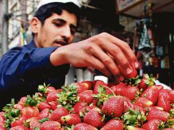 Investigación en Estados Unidos analiza si exportaciones de fresa mexicana afectan a productores locales, sin sanciones hasta ahora. EL INFORMADOR/ Archivo