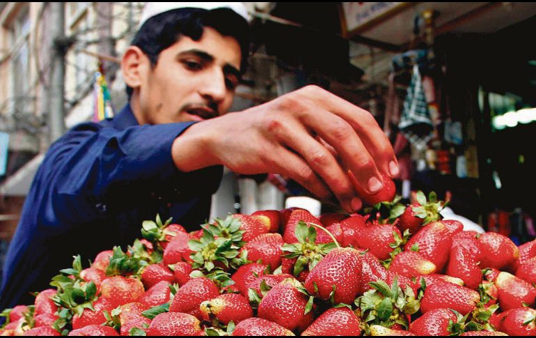 Investigación en Estados Unidos analiza si exportaciones de fresa mexicana afectan a productores locales, sin sanciones hasta ahora. EL INFORMADOR/ Archivo