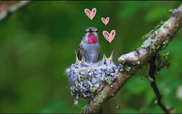 Es importante, si un colibrí anida en tu casa, saber cómo debes actuar hoy mismo para proteger a esta ave mística sin alterar su ciclo natural. ESPECIAL / CANVA
