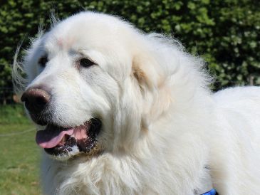 Es importante darle a tu perro su propio territorio al aire libre para evitar que se sienta ansioso o sea destructivo dentro de casaUNSPLASH / B. WILLIAMSON