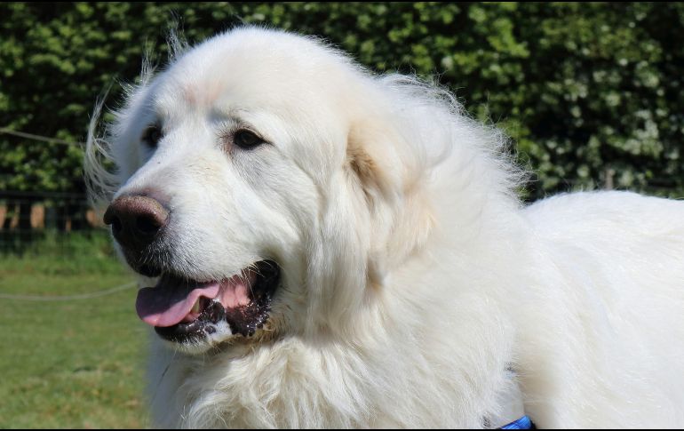 Es importante darle a tu perro su propio territorio al aire libre para evitar que se sienta ansioso o sea destructivo dentro de casaUNSPLASH / B. WILLIAMSON