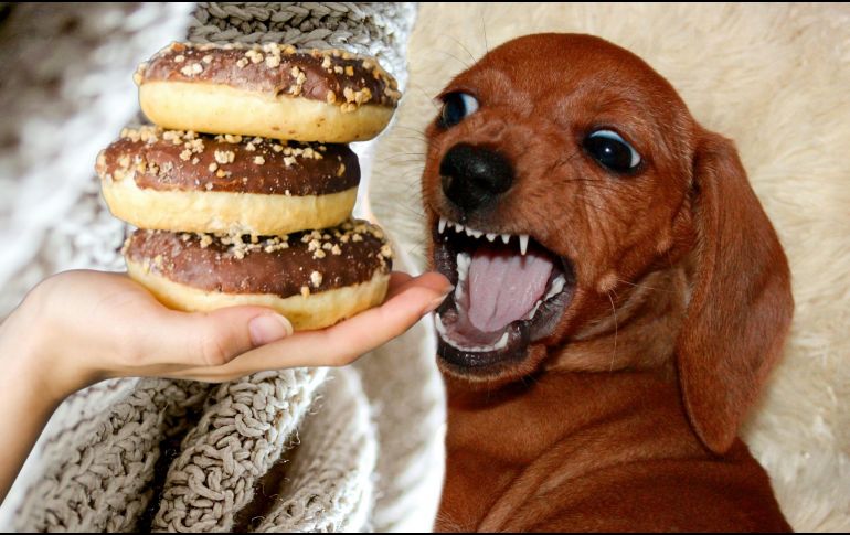 Conocer esta información no solo previene visitas de urgencia, sino que literalmente puede salvar la vida de tu mejor amigo de cuatro patas. ESPECIAL / CANVA