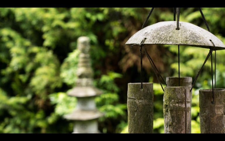 Además de reducir el estrés y purificar el aire, algunas plantas atraen el dinero y la buena suerte. ESPECIAL/PEXELS