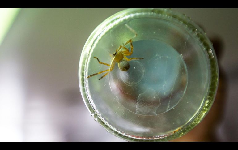 Las picaduras de la araña violinista son un auténtico riesgo para los mexicanos, pero afortunadamente es fácil mantener a este arácnido lejos. EL INFORMADOR/ARCHIVO