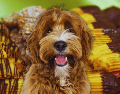 El chocolate se posiciona como el enemigo público número uno de los perros debido a la teobromina, un compuesto alcaloide que los caninos metabolizan con extrema lentitud. ESPECIAL / CANVA