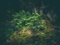 Las plantas son muy perceptivas y han evolucionado para detectar y responder a los estímulos de su entorno. UNSPLASH / M. SMITH