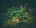 Las plantas son muy perceptivas y han evolucionado para detectar y responder a los estímulos de su entorno. UNSPLASH / M. SMITH