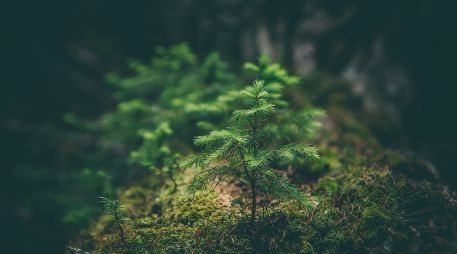 Las plantas son muy perceptivas y han evolucionado para detectar y responder a los estímulos de su entorno. UNSPLASH / M. SMITH
