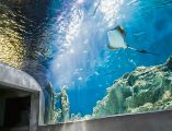 Acuario Michin, este centro de conservación y aprendizaje ambiental alberga más de 300 especies y nueve mil ejemplares, incluyendo tiburones, rayas, cocodrilos y corales; sus pabellones temáticos harán de esta visita una experiencia inigualable. ESPECIAL