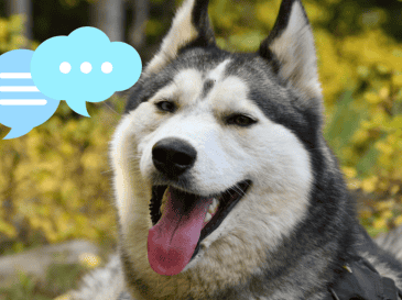 El vocabulario de las mascotas puede variar entre perros y gatos. UNSPLASH / M. BYERS