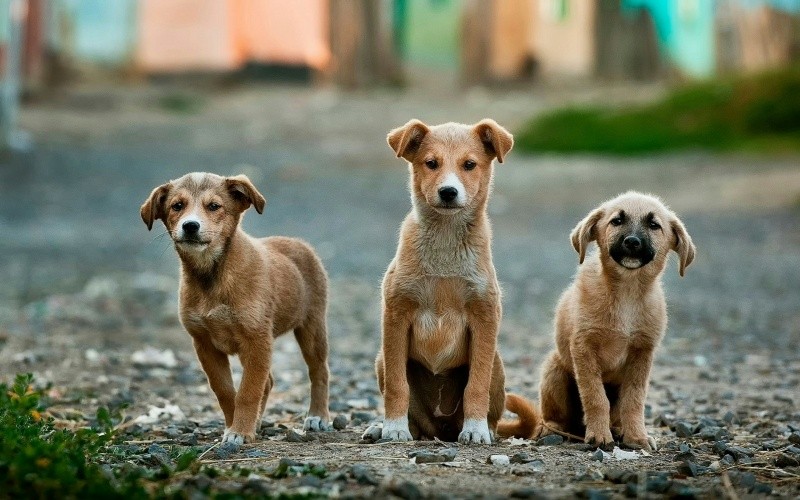Los maravillosos perros mestizos se recomiendan para los niños.&nbsp;UNSPLASH / A. SHAFIK
