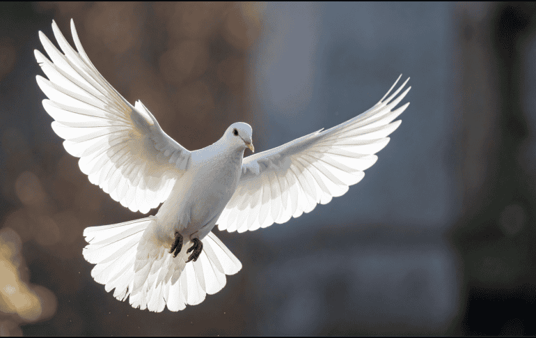Asociada a la paz y la tranquilidad, la paloma blanca tiene una fuerte carga simbólica. CANVA