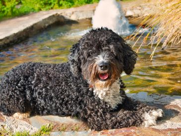 PERRO DE AGUA ESPAÑOL. Su pelaje rizado actúa como una red que atrapa el pelo muerto de forma natural. ESPECIAL / CANVA