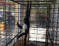 El mono araña —Ateles geoffroyi— es una especie categorizada en Peligro de Extinción. ESPECIAL