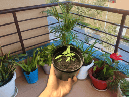 A través de un proceso biológico fascinante, ciertas especies de plantas actúan como auténticos aires acondicionados naturales. ESPECIAL / CANVA