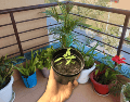 A través de un proceso biológico fascinante, ciertas especies de plantas actúan como auténticos aires acondicionados naturales. ESPECIAL / CANVA