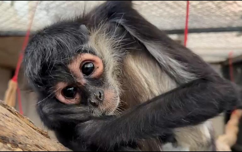 Autoridades de la Unidad de Rescate de Fauna de Tlajomulco refirieron que se trata de una hembra adulta de mono araña. ESPECIAL / Gobierno de Tlajomulco
