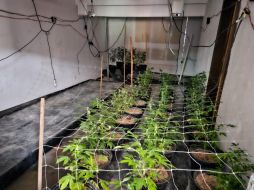 Las autoridades continúan con las averiguaciones correspondientes para dar con el paradero de las personas responsables de las plantas de mariguana. ESPECIAL / SSE