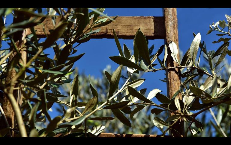 En los últimos años se ha popularizado la creación de huertos en casa, donde las personas pueden acceder a alimentos 100% orgánicos, nutritivos y frescos. Pixabay