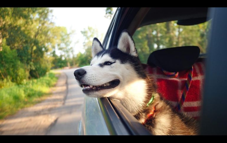 Los viajes con mascotas se han vuelto cada vez más común entre las familias mexicanas; ya sea para unas vacaciones, una visita familiar o una mudanza, llevar a perros o gatos en el automóvil implica asumir responsabilidades adicionales. Pixabay