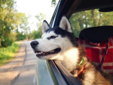 Los viajes con mascotas se han vuelto cada vez más común entre las familias mexicanas; ya sea para unas vacaciones, una visita familiar o una mudanza, llevar a perros o gatos en el automóvil implica asumir responsabilidades adicionales. Pixabay