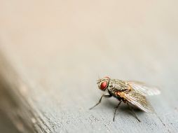Esta biofábrica fortalecerá la capacidad del país para controlar y erradicar la plaga. UNSPLASH
