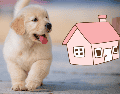 Un perro tranquilo se convierte rápidamente en un terapeuta silencioso que mejora de forma notable la calidad de vida de todos los habitantes del hogar. ESPECIAL