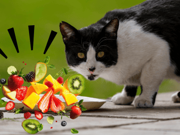 Aunque algunas frutas son seguras, otras representan un peligro mortal que los dueños no deben subestimar. CANVA ESPECIAL