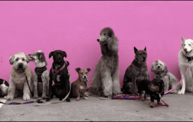 Si eres alérgico no tienes que renunciar a tener un perro, pero sí elegir con cuidado. UNSPLASH