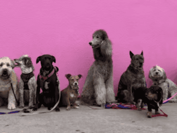 Si eres alérgico no tienes que renunciar a tener un perro, pero sí elegir con cuidado. UNSPLASH