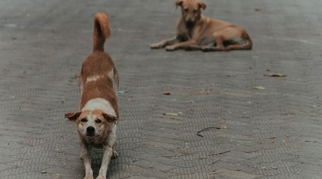 Entender estas señales es fundamental para fortalecer el vínculo diario con tu perro. UNSPLASH / CTHROUGH