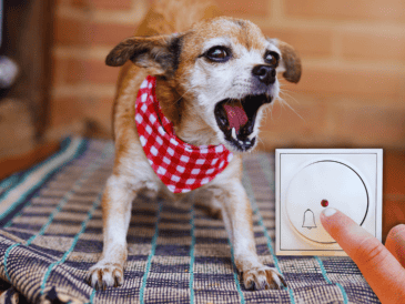 Razas miniatura como el Chihuahua o el Schnauzer Miniatura son famosos por crear un escándalo desproporcionado a su tamaño cada vez que alguien toca la puerta. ESPECIAL / CANVA