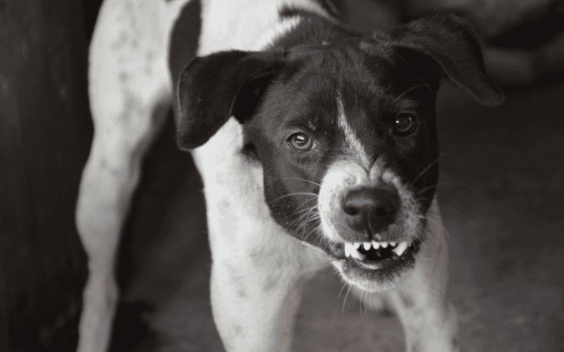 Los canes pequeños que pesan menos de unos 9 kilos tienden a ser generalmente más temerosos y agresivos. CANVA