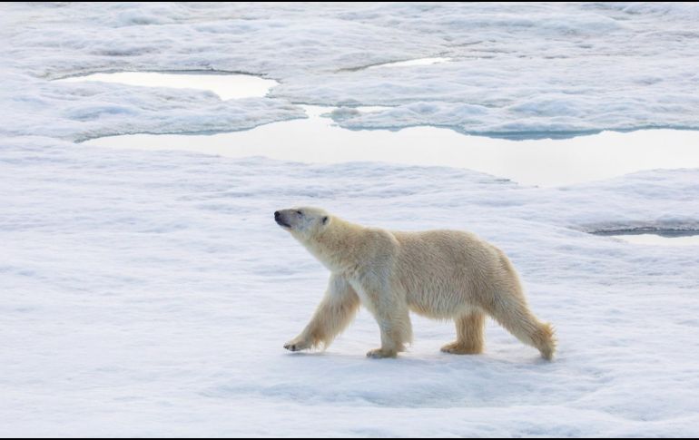 El oso polar es, sin duda, la especie más representativa del Ártico. ESPECIAL.
