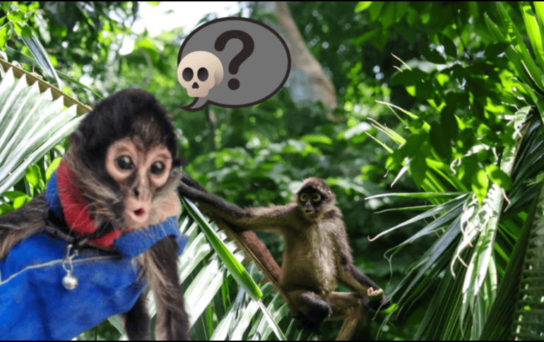 Especialistas coinciden en que el mayor riesgo sigue siendo la desaparición de su ecosistema, un problema que avanza silenciosamente y pone en jaque la existencia de esta emblemática especie. ESPECIAL/ Unsplash