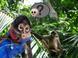 Especialistas coinciden en que el mayor riesgo sigue siendo la desaparición de su ecosistema, un problema que avanza silenciosamente y pone en jaque la existencia de esta emblemática especie. ESPECIAL/ Unsplash