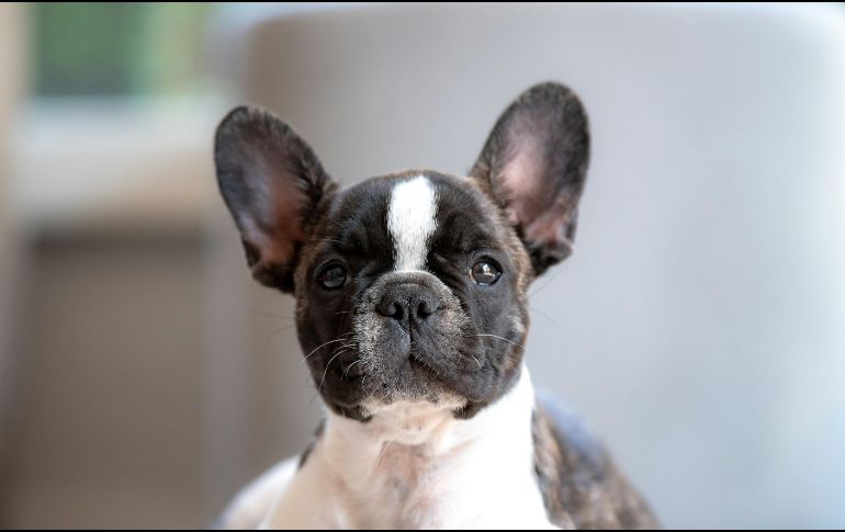 El problema de algunos perros con el calor radica en su anotomía. UNSPLASH /  G. HOLTSHAUSEN