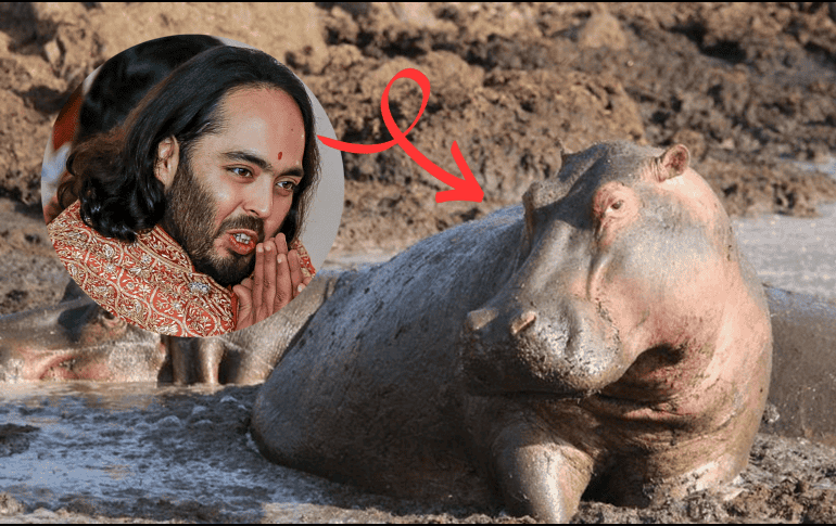 Anant Ambani, heredero del conglomerado Reliance Industries e hijo del hombre más rico de Asia, ofreció trasladar 80 ejemplares al centro de rescate animal Vantara, ubicado en Gujarat, India. AFP/ARCHIVO