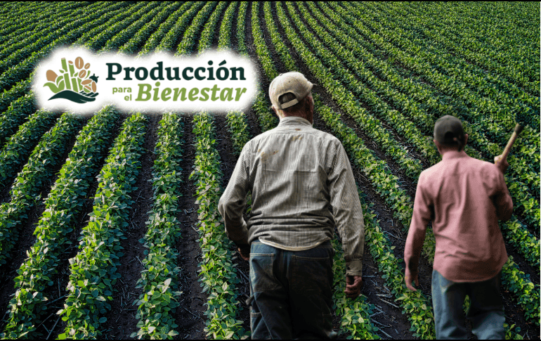 El programa de Producción para el Bienestar atiende a productores de granos básicos como maíz, frijol, trigo y arroz, además de otros cultivos. ESPECIAL/CANVA/Unsplash