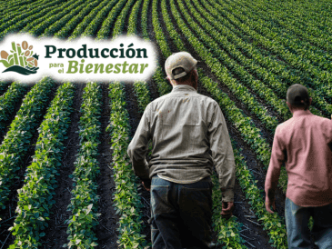 El programa de Producción para el Bienestar atiende a productores de granos básicos como maíz, frijol, trigo y arroz, además de otros cultivos. ESPECIAL/CANVA/Unsplash