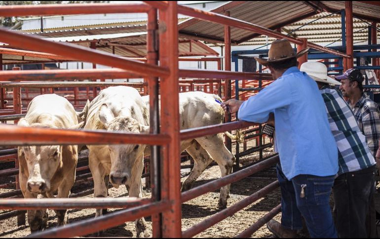 El PIB mexicano aumentó un 0.1 % interanual de enero a marzo, según cifras originales del Inegi. EL INFORMADOR / ARCHIVO