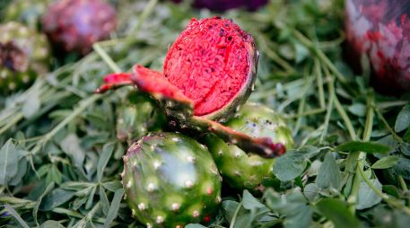 PITAYA. Consumir este fruto típico de Jalisco no es únicamente un acto de arraigo cultural, pues se trata de un producto que tiene algunos beneficios para la salud. EL INFORMADOR / ARCHIVO