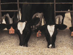El máximo tribunal hizo una aclaración fundamental que todo productor debe conocer a la perfección para evitar confusiones legales o extorsiones durante el transporte de sus animales por las carreteras del país. CANVA