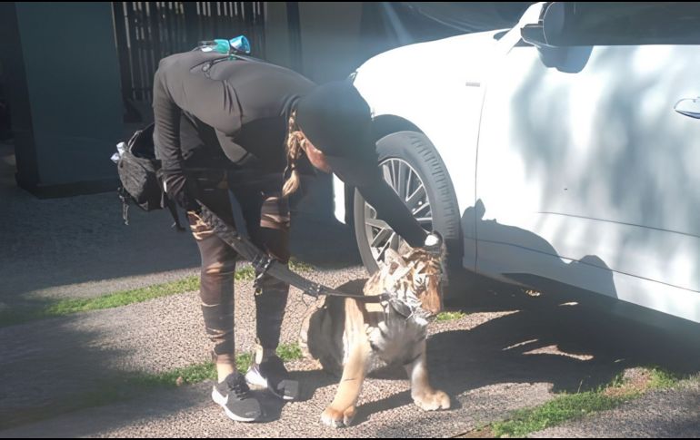 La Dirección de Protección Animal del Gobierno de Zapopan acudió al sitio donde se encontraba el ejemplar de fauna silvestre. ESPECIAL.