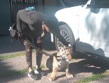 La Dirección de Protección Animal del Gobierno de Zapopan acudió al sitio donde se encontraba el ejemplar de fauna silvestre. ESPECIAL.