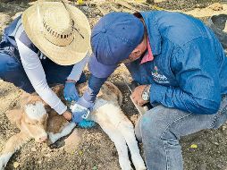 Veterinarios aplican tratamiento a un becerro como parte de acciones sanitarias en el sector ganadero. ESPECIAL