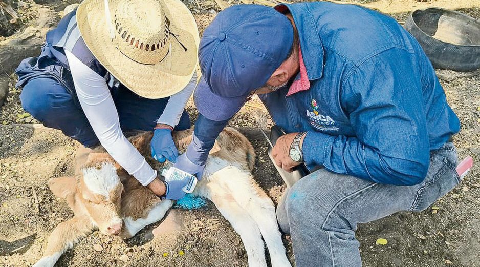 Veterinarios aplican tratamiento a un becerro como parte de acciones sanitarias en el sector ganadero. ESPECIAL
